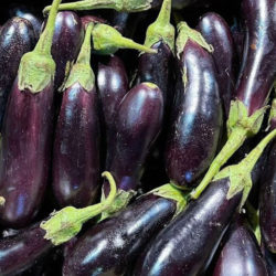 Aubergine