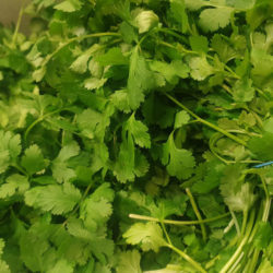 Bunch Coriander