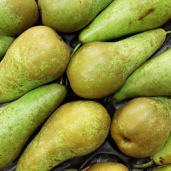 Conference Pears