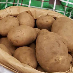 Dirty All Round Potatoes 25KG