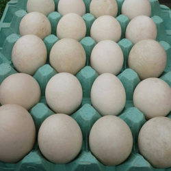 Duck Eggs 6 pack