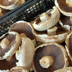 Flat cap Mushrooms