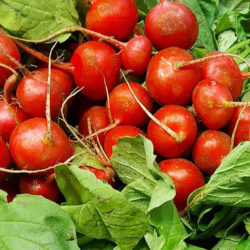 Raddish bunched