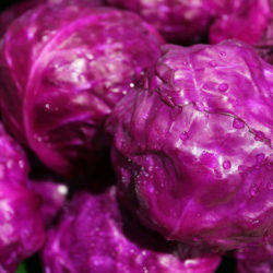 Red Cabbage