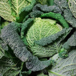 Savoy Cabbage