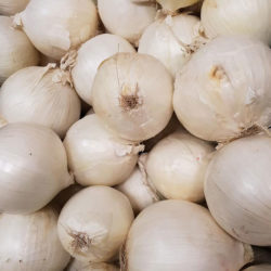 Spanish Onions