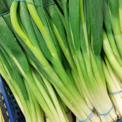 Spring Onions