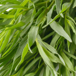 Tarragon