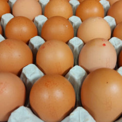Tray 30 eggs