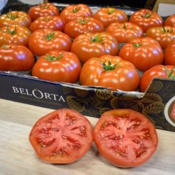 beef Tomatoes single