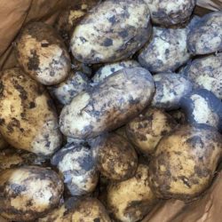 Dirty All Round Potatoes half sack 12.5kg Sagitta