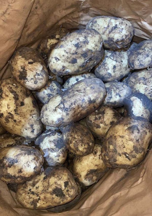 Dirty All Round Potatoes half sack 12.5kg Sagitta