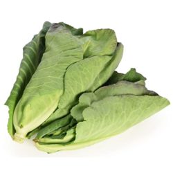 Spring Cabbage