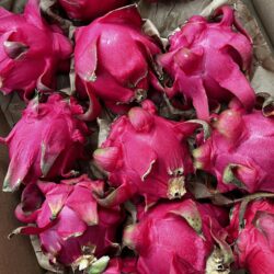 Dragon fruit