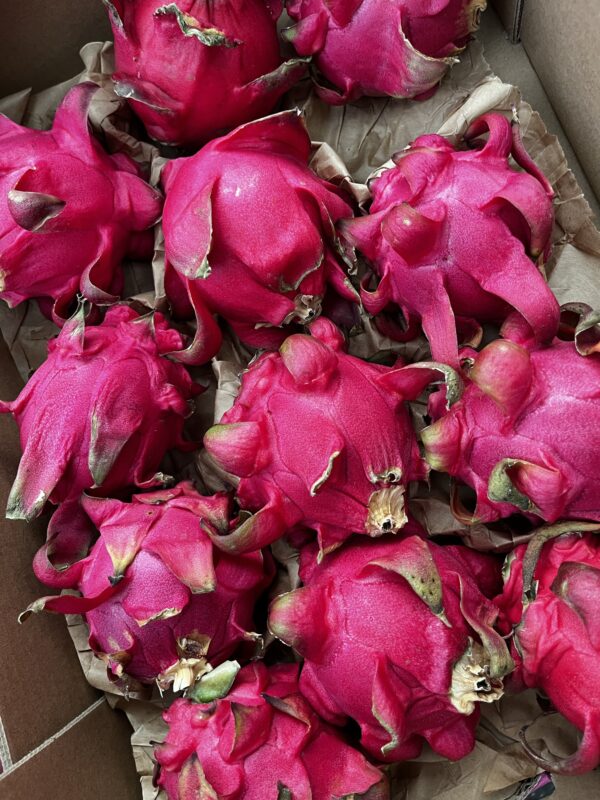 Dragon fruit